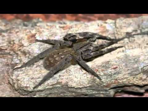 من اجمل ما رأت عينى