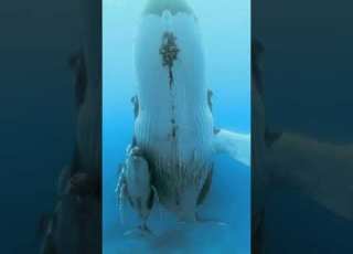  حصريا صوت أنين الحوت الكبير