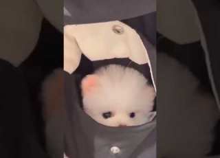 سگ گوگلی