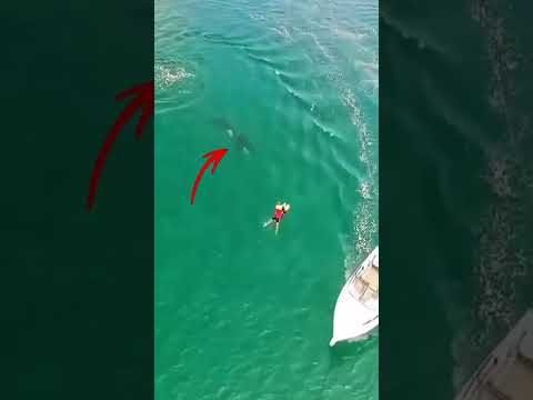 لحظة هجوم سمكة القرش علي شخص Shorts
