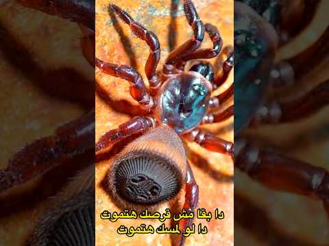 The Most Dangerous Spider On Earth Never Go Near It