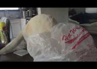  Cat Gets His Head Stuck In A Bag And Deja Vu Plays