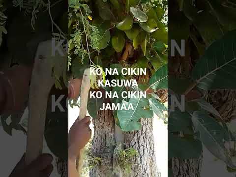 Sheikh Mai Guguwa Maganin Kasuwanci