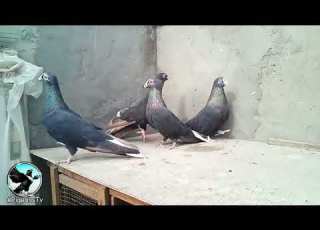 الحمام المسود المساويد المصري البلق