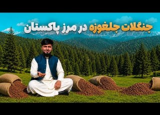  Village To Village Journey To The Dense Pine Nut Forests On The Afghanistan Pakistan Border