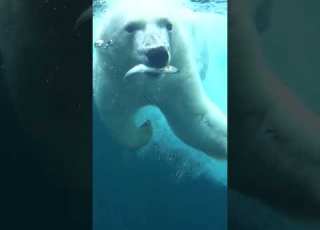  Polar Bear Dives For Fish Bear Polarbear Oregonzoo Animals