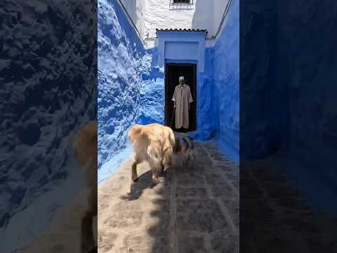 شفشاون و الكلاب اللطيفة شفشاون Trending Ai Shorts