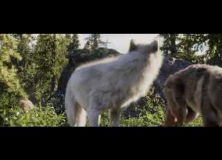 The Call Of The Wild Buck Saves The Wolf S Life HD 2020
