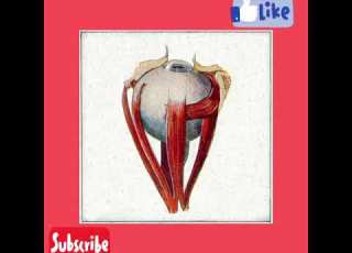  راز مخفی اهنگ سروش هیچکس به نامه گریه داره The Secret Of Soroush S Song Is No One Called Crying