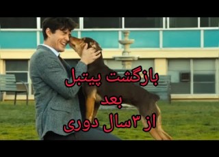 مسیر بازگشت یک سگ به خانه بازگشت پیتبل بعد از 3سال
