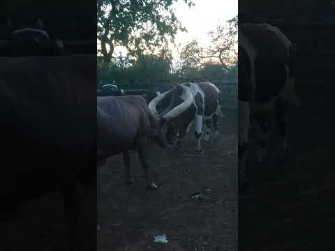 Ankole Cow Beating A Fresian Bull In A Fight