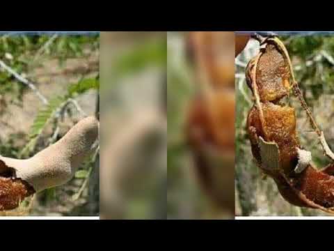 Bhudagala Mwanamalonja Song Shitabho By Ashozi Tv Na Dj Omy Office Audio Video Please