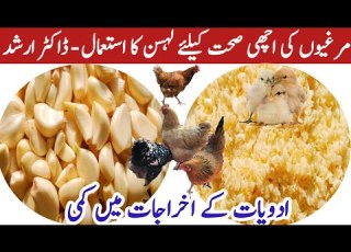  Antibacterial Antiviral Antifungal Antiprotozoal Immunobooster For Chickens By Dr Arshad