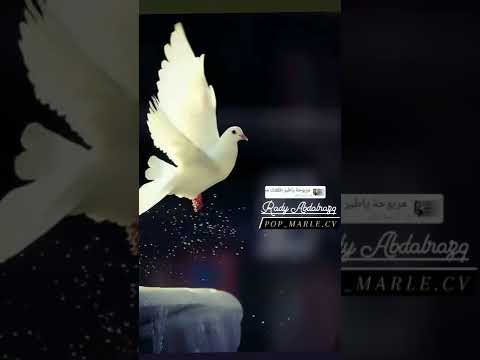 مربوحه ياطير طلقته اغاني جميله ليبيا طيري طار اغاني ابداع ابداع ريمكس اغاني جديده مشهوره ليبيا