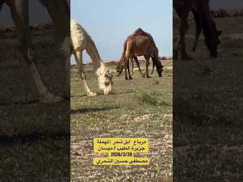 ابل شمر جنوب العراق 2026 3 20