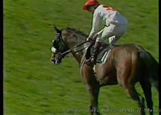 1982 Queen Elizabeth II Stakes Buzzards Bay Inc Replay Enclosure