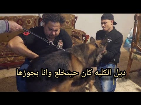 اصعب جوازه لما الكلبين يكونو اول جوازه ليهم بس لازم تحاول وتتعلم مع احمد مايكل
