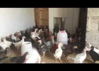افراغ عربي جوجكه كوردي