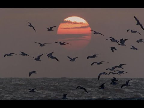 للآسترخاء صوت امواج البحر و النورس RELAXING WITH THE SOUNDS OF SEA WAVES AND SEAGULLS