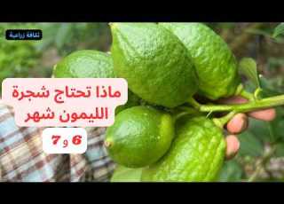 أسرار العناية بشجرة الليمون في الصيف شهر 6 و7 خطوة بخطوة