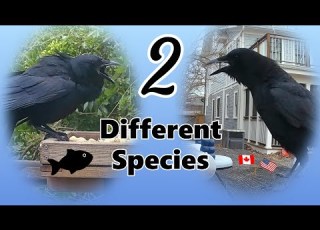  The TWO Crow Species In American Backyards