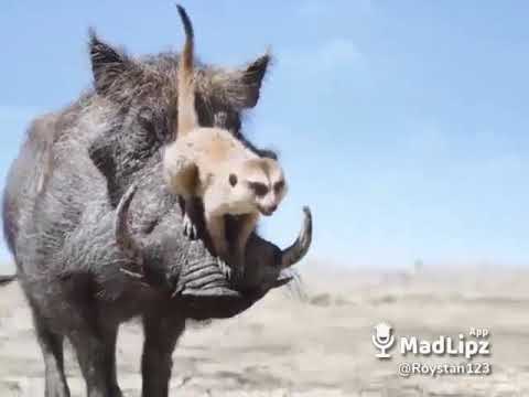 Comedy Scene In The Lion King In Tulu Comedy Scene In The Lion King In Tulu