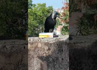 Ise Nahin Khinchane Photo Kauwa Shorts