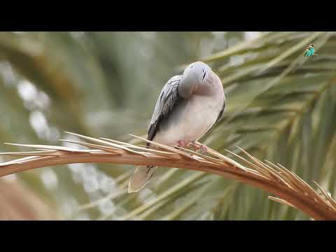 شاهد جمال الحمام القمري الأروبي