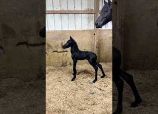  فرس عربي اصيل ابلور Horse الخيل خيل Stallion Relax اهميه حصان ترند ترند تيك توك