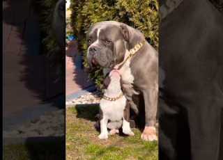  Hulk Dog Hulk Pitbull Pitbull Dog Hulk Dog Ytshorts Youtubeshorts Trendingshorts Shorts Dog