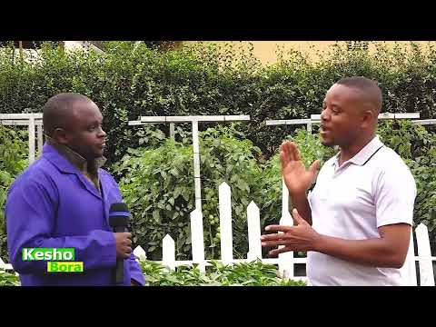 TBC SHAMBANI KESHO BORA KILIMO CHA PILIPILI HOHO UNAPATA MILIONI 15 KWA HEKARI