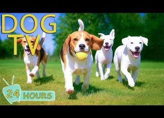DOG TV Best Video To Prevent Boredom No Stress For Dogs When Home Alone Relaxing Music For Dogs