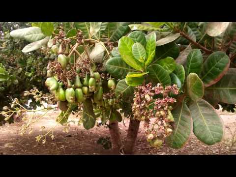 KOROSHO BOLA ZENYEKIWANGO CHAHALIYAJUU