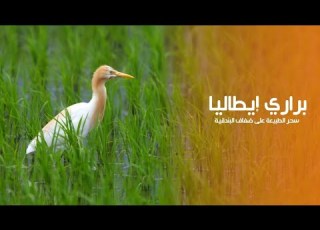 براري إيطاليا ارض الطيور المهاجرة على ضفاف نهر البندقية 4K كويست عربية Quest Arabiya