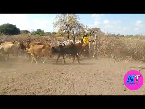 JINOGOLOLO JA NZIKU Ft NDAMA JIGUSHILAGA 17 12 2025 UJUMBE WA GOPUGILA Bay Nicolaus Tv