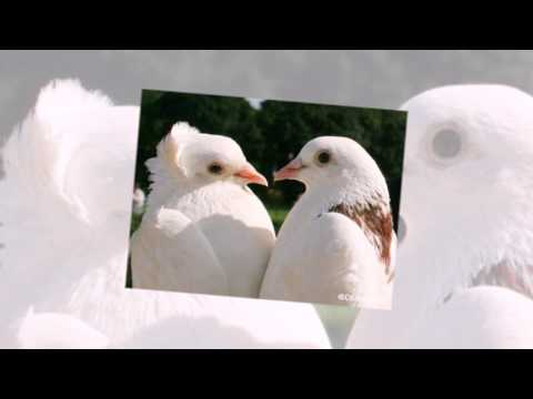 Під дубиною Ukrainian Song