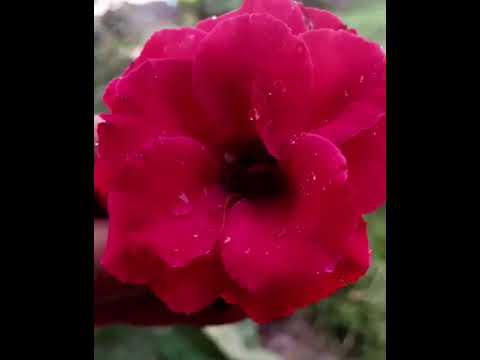 قريبآ جديد الفنانة ندي القلعة انا منو Nada Algalaa قريبآ جديد الفنانة ندي القلعة انا منو Nada Algalaa