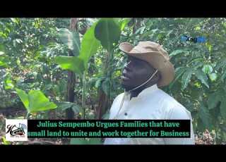 Julius Sempembo Urgues KIBAALE District People To Practice Coffee Farming