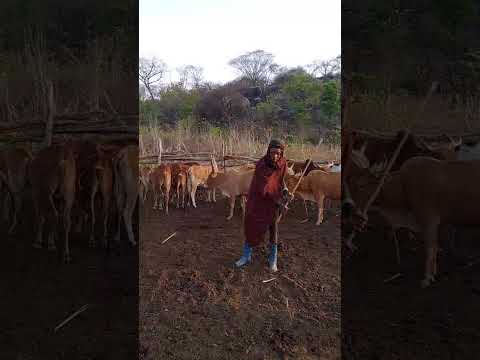 Cheki Mashabiki Wa Jiminogeni Doto Migago Haaha Dance