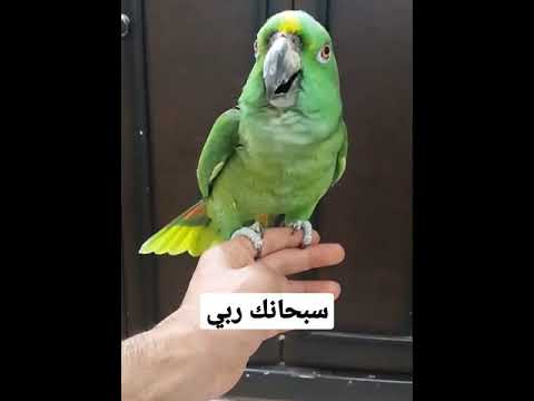 ببغاء يتكلم