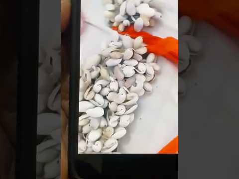 Wanaragua Time Trending Youtubeshorts Youtube Shortsfeed Shortvideo Fypシ Culture Youtubers