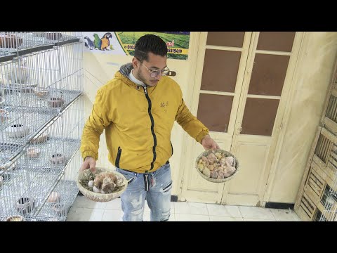 A Pigeon Farm Is Available For French And Romanian Meat Pigeons And Racing Pigeons At My Brothe