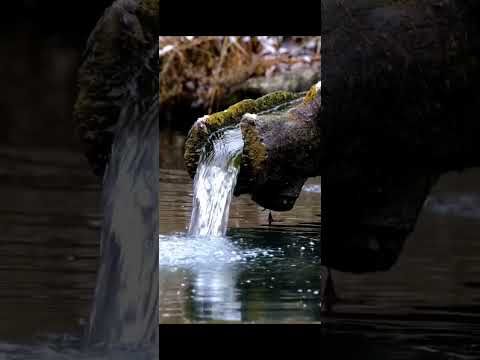 صوت خرير الماء The Sound Of Trickling Water صوت خرير الماء The Sound Of Trickling Water