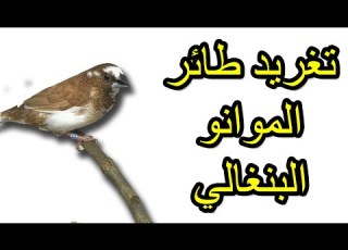  تغريد طائر الموانو البنغالي Bengali Moano Bird Tweeting