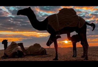 يسكن الصحراء الحلقـ 39 ـه