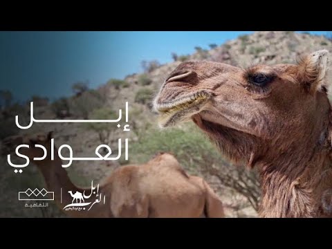 إبل العرب بماذا تمتاز إبل العوادي عن بقية الإبل