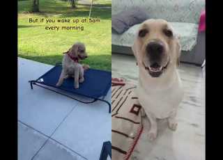  Have A Great Day TuckertheExplorer Furbuddies Collab Bestie Tagforlikes Doglife Dogfacts