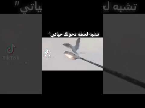 كتشبه نهار دخلتي حياتي