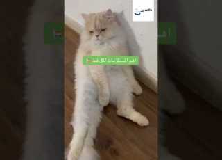 مستلزمات القطط Cats Cat Animals Explore Explorepage Intags