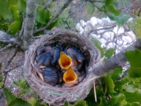 عادل خضور مشتاقلك شوق النحل للزهر